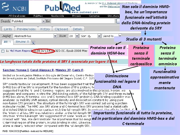 Non solo il dominio HMGbox, ha un’importanza funzionale nell’attività della DNA-binding protein derivante da