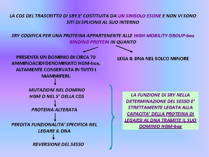 LA CDS DEL TRASCRITTO DI SRY E’ COSTITUITA DA UN SINGOLO ESONE E NON