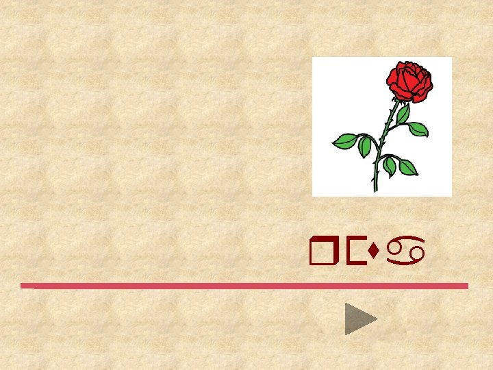 rosa 