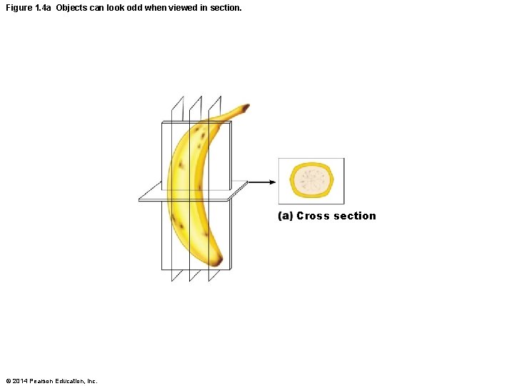 Figure 1. 4 a Objects can look odd when viewed in section. Cross section