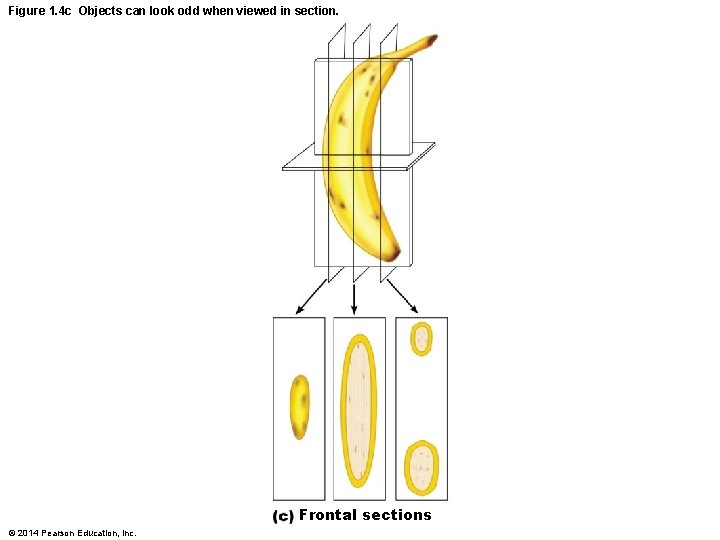 Figure 1. 4 c Objects can look odd when viewed in section. Frontal sections