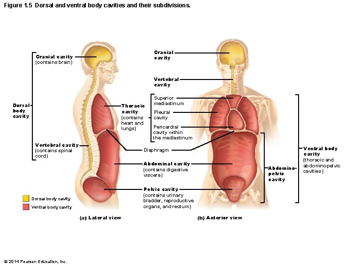 Figure 1. 5 Dorsal and ventral body cavities and their subdivisions. Cranial cavity (contains