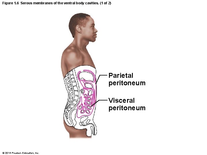 Figure 1. 6 Serous membranes of the ventral body cavities. (1 of 2) Parietal