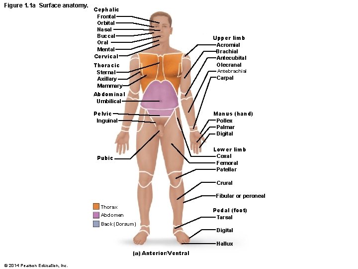 Figure 1. 1 a Surface anatomy. Cephalic Frontal Orbital Nasal Buccal Oral Mental Cervical