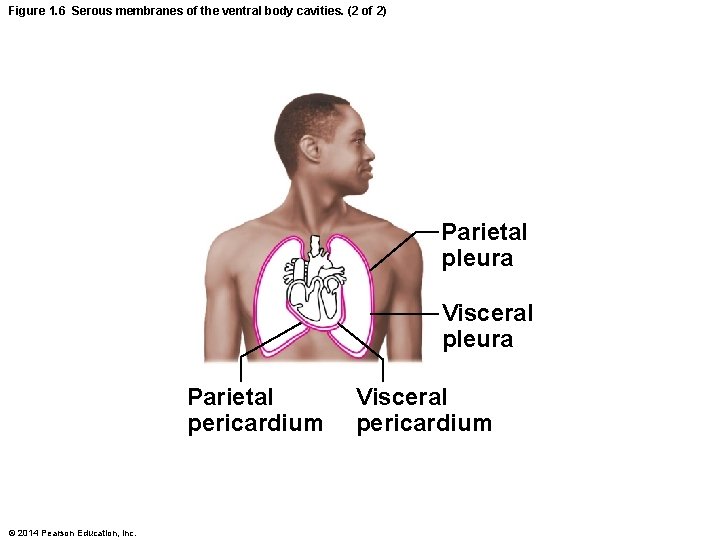 Figure 1. 6 Serous membranes of the ventral body cavities. (2 of 2) Parietal