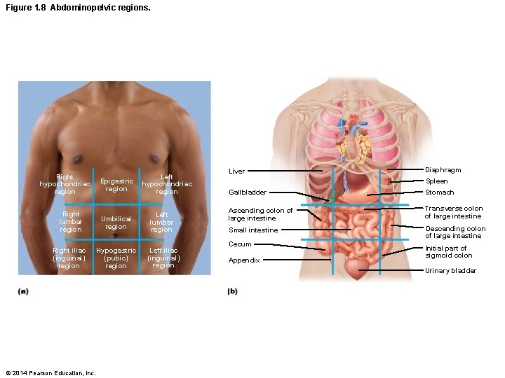 Figure 1. 8 Abdominopelvic regions. Right hypochondriac region Epigastric region Left hypochondriac region Right