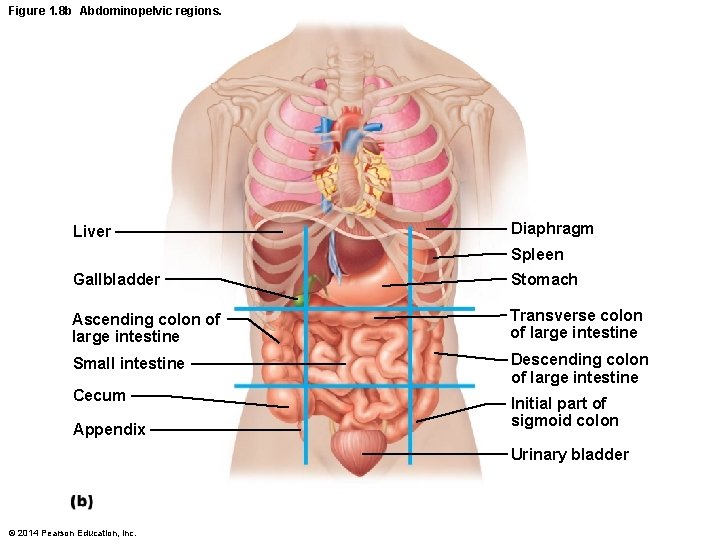 Figure 1. 8 b Abdominopelvic regions. Liver Diaphragm Spleen Gallbladder Stomach Ascending colon of