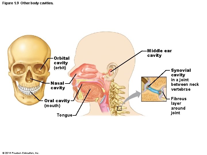 Figure 1. 9 Other body cavities. Orbital cavity (orbit) Nasal cavity Oral cavity (mouth)