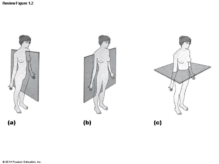 Review Figure 1. 2 © 2014 Pearson Education, Inc. 