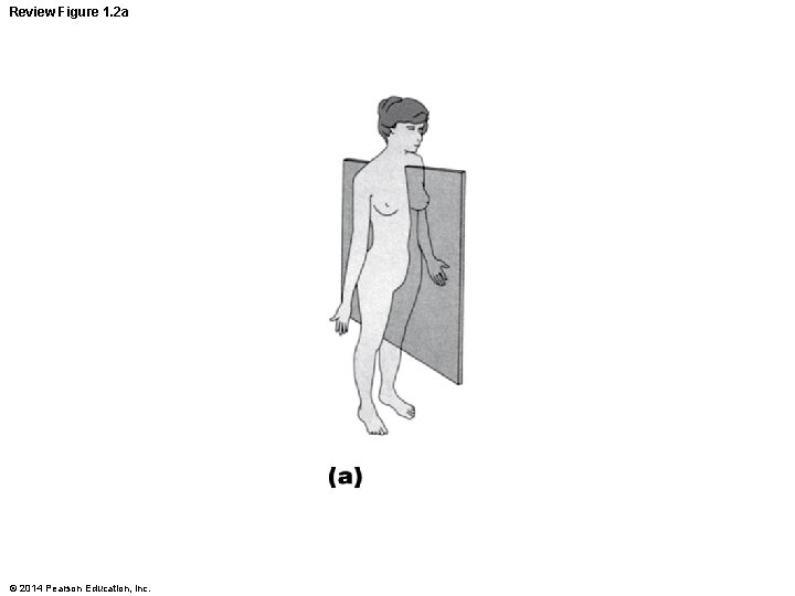Review Figure 1. 2 a © 2014 Pearson Education, Inc. 