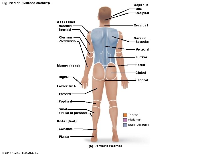 Figure 1. 1 b Surface anatomy. Cephalic Otic Occipital Upper limb Acromial Brachial Cervical