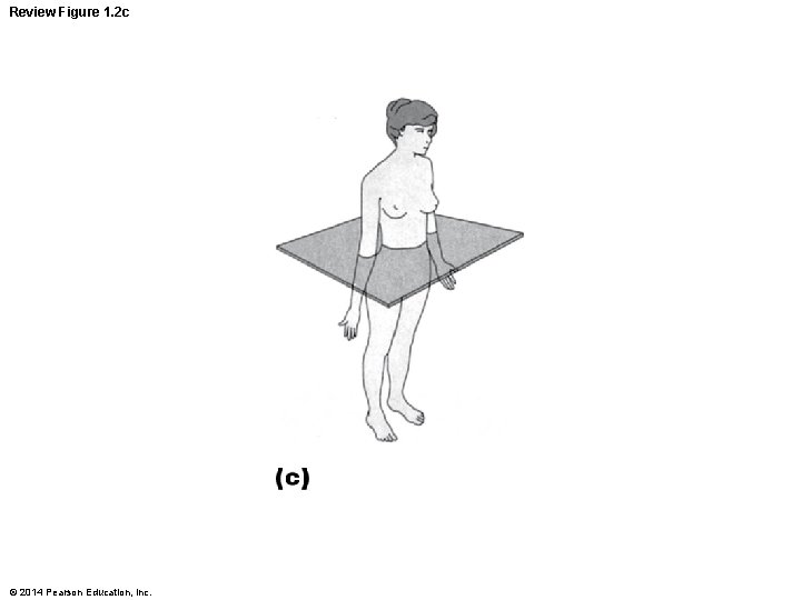 Review Figure 1. 2 c © 2014 Pearson Education, Inc. 