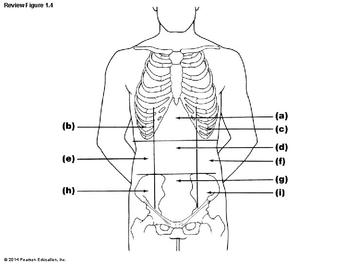 Review Figure 1. 4 © 2014 Pearson Education, Inc. 