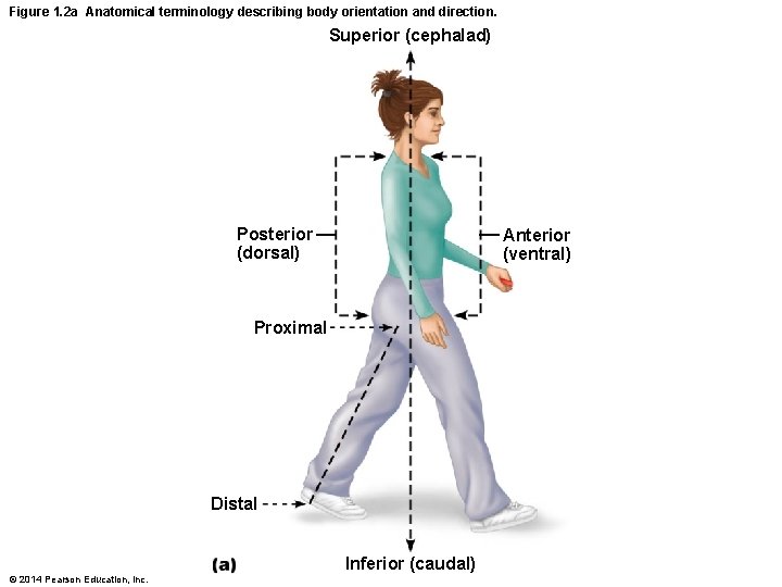 Figure 1. 2 a Anatomical terminology describing body orientation and direction. Superior (cephalad) Posterior