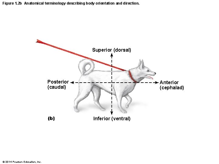 Figure 1. 2 b Anatomical terminology describing body orientation and direction. Superior (dorsal) Posterior