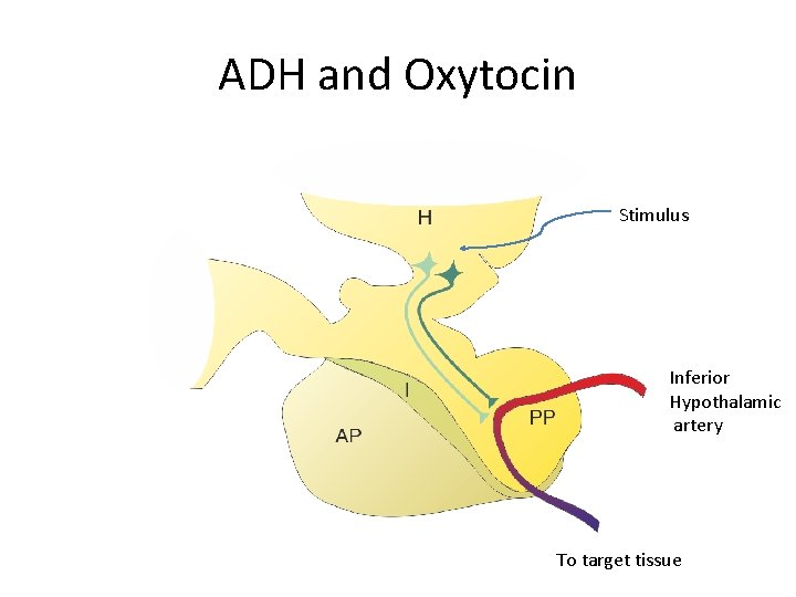 ADH and Oxytocin Stimulus Inferior Hypothalamic artery To target tissue 