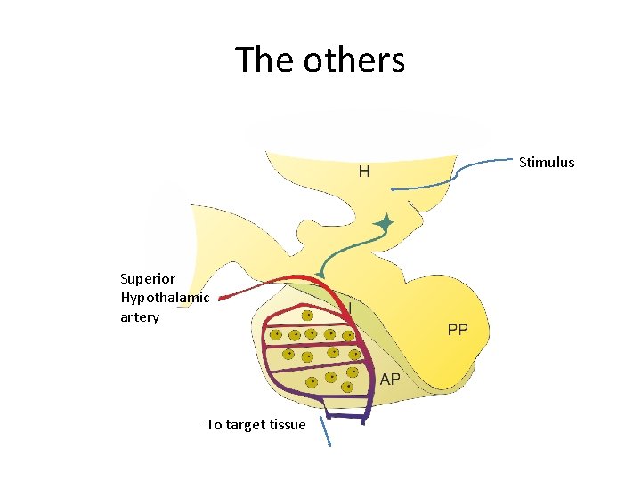 The others Stimulus Superior Hypothalamic artery To target tissue 