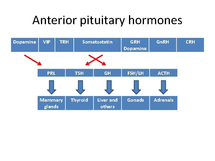 Anterior pituitary hormones Dopamine VIP TRH Somatostatin GRH Dopamine Gn. RH PRL TSH GH