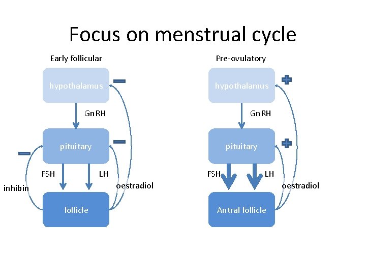 Focus on menstrual cycle Early follicular Pre-ovulatory hypothalamus Gn. RH pituitary FSH pituitary LH