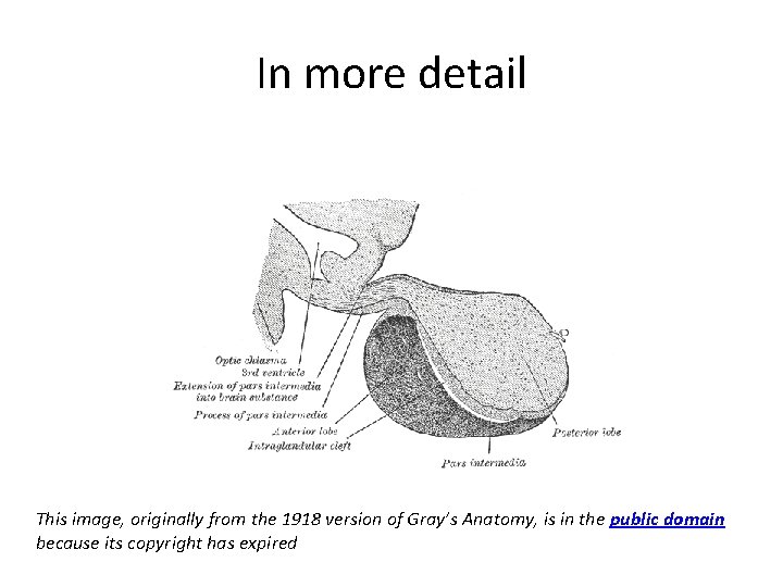 In more detail This image, originally from the 1918 version of Gray’s Anatomy, is