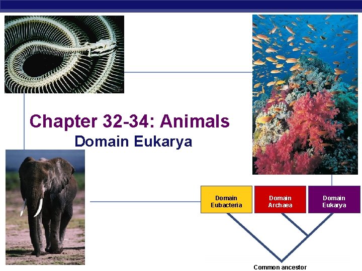 Chapter 32 -34: Animals Domain Eukarya Domain Eubacteria AP Biology Domain Archaea Domain Eukarya