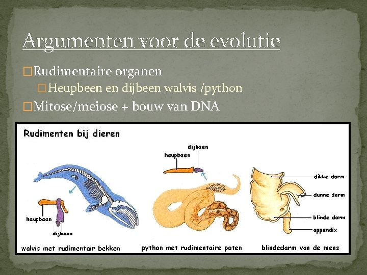 Argumenten voor de evolutie �Rudimentaire organen � Heupbeen en dijbeen walvis /python �Mitose/meiose +