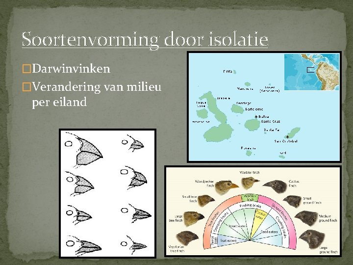 Soortenvorming door isolatie �Darwinvinken �Verandering van milieu per eiland 