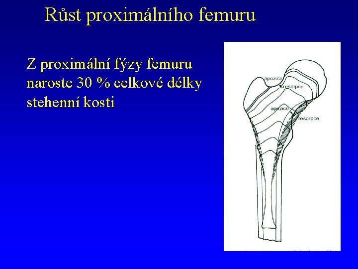 Růst proximálního femuru Z proximální fýzy femuru naroste 30 % celkové délky stehenní kosti