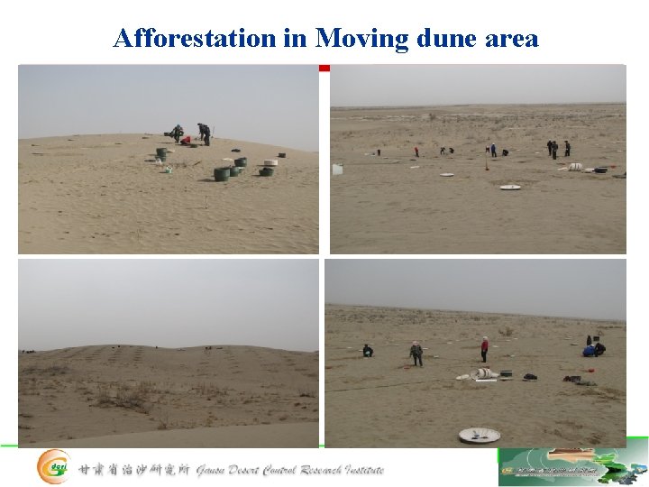 Afforestation in Moving dune area 