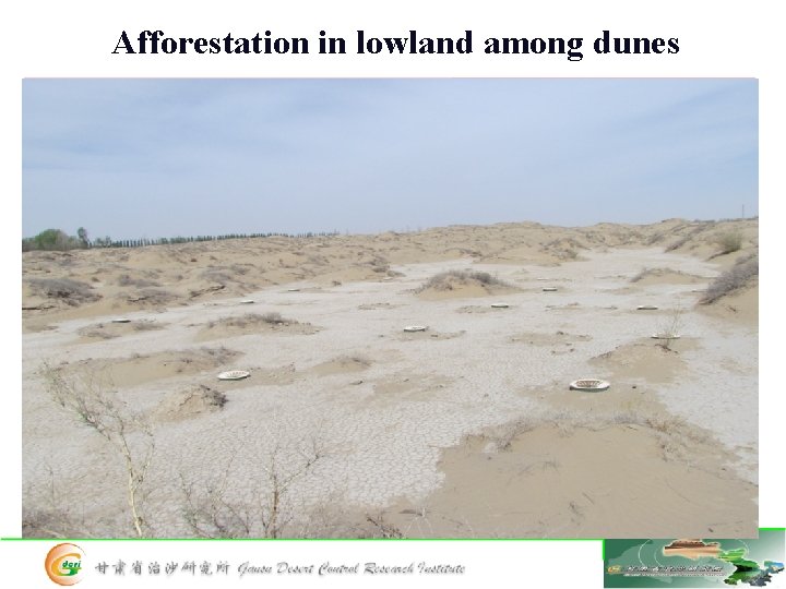 Afforestation in lowland among dunes 