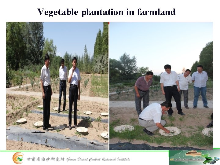 Vegetable plantation in farmland • 困难立地条件的选择 