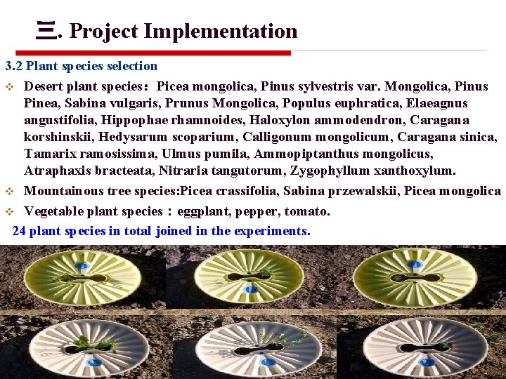 三. Project Implementation 3. 2 Plant species selection v Desert plant species：Picea mongolica, Pinus