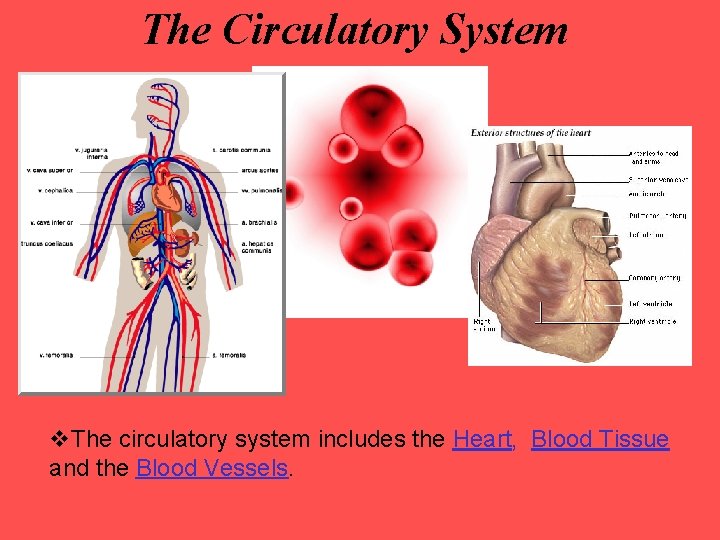The Circulatory System v. The circulatory system includes the Heart, Blood Tissue and the