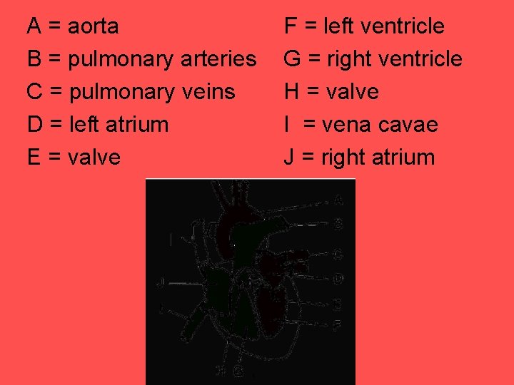 A = aorta B = pulmonary arteries C = pulmonary veins D = left