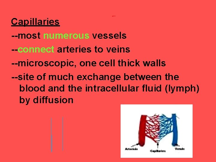 Capillaries --most numerous vessels --connect arteries to veins --microscopic, one cell thick walls --site