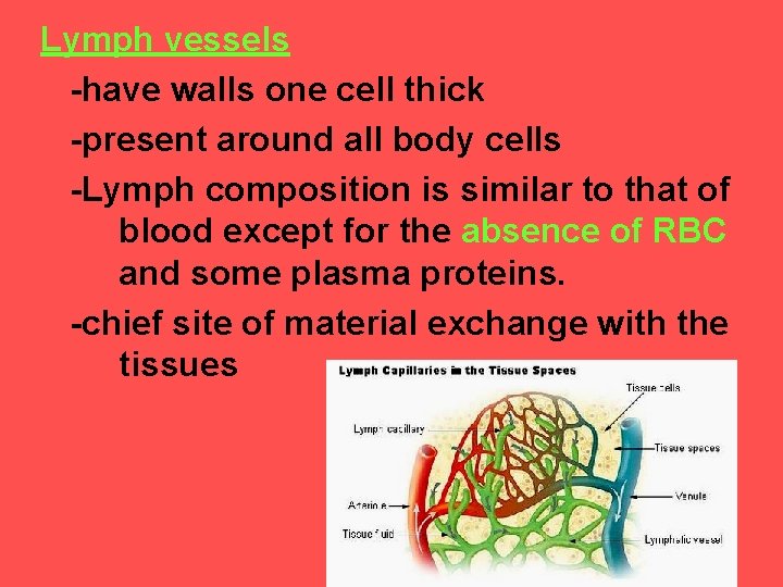 Lymph vessels -have walls one cell thick -present around all body cells -Lymph composition