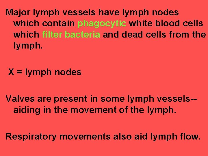 Major lymph vessels have lymph nodes which contain phagocytic white blood cells which filter