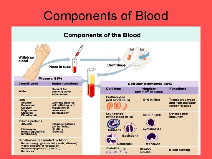 Components of Blood 