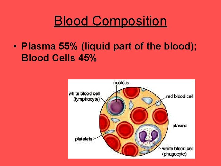 Blood Composition • Plasma 55% (liquid part of the blood); Blood Cells 45% 
