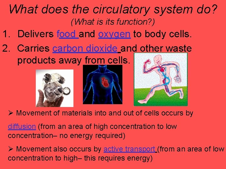 What does the circulatory system do? (What is its function? ) 1. Delivers food