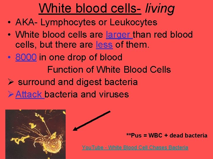White blood cells- living • AKA- Lymphocytes or Leukocytes • White blood cells are