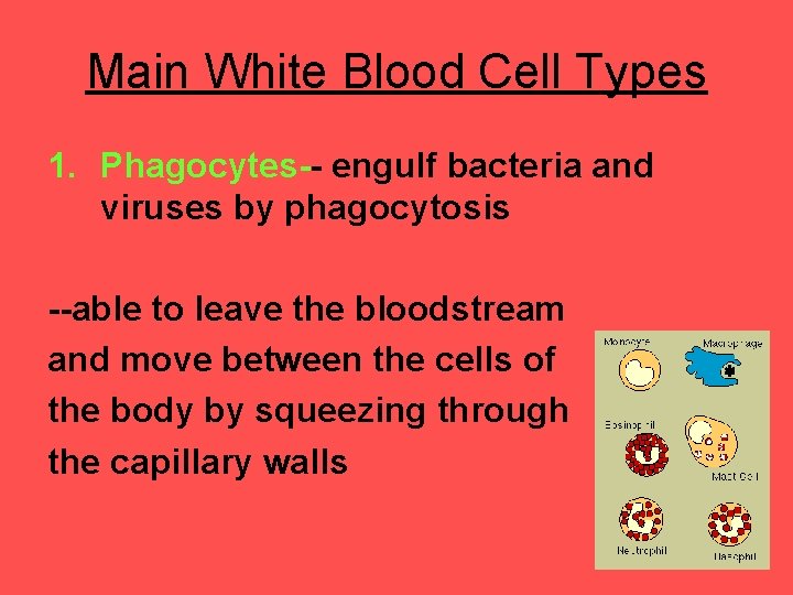 Main White Blood Cell Types 1. Phagocytes-- engulf bacteria and viruses by phagocytosis --able