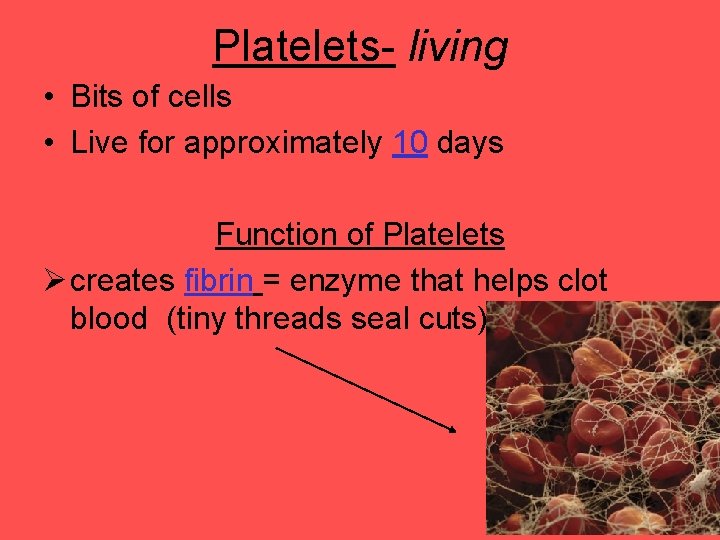 Platelets- living • Bits of cells • Live for approximately 10 days Function of