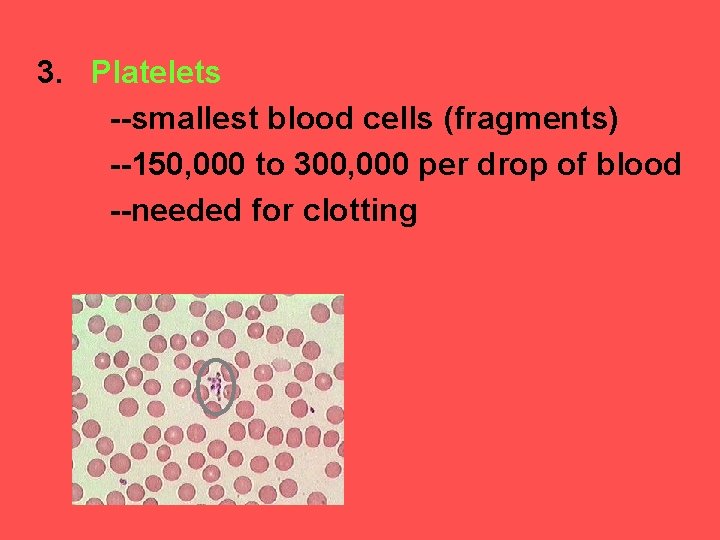 3. Platelets --smallest blood cells (fragments) --150, 000 to 300, 000 per drop of