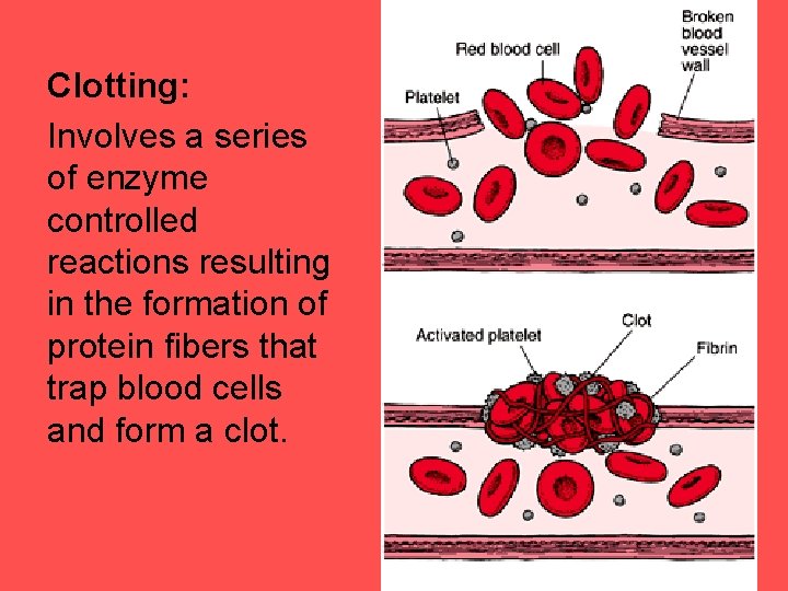 Clotting: Involves a series of enzyme controlled reactions resulting in the formation of protein