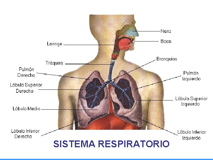 SISTEMA RESPIRATORIO 