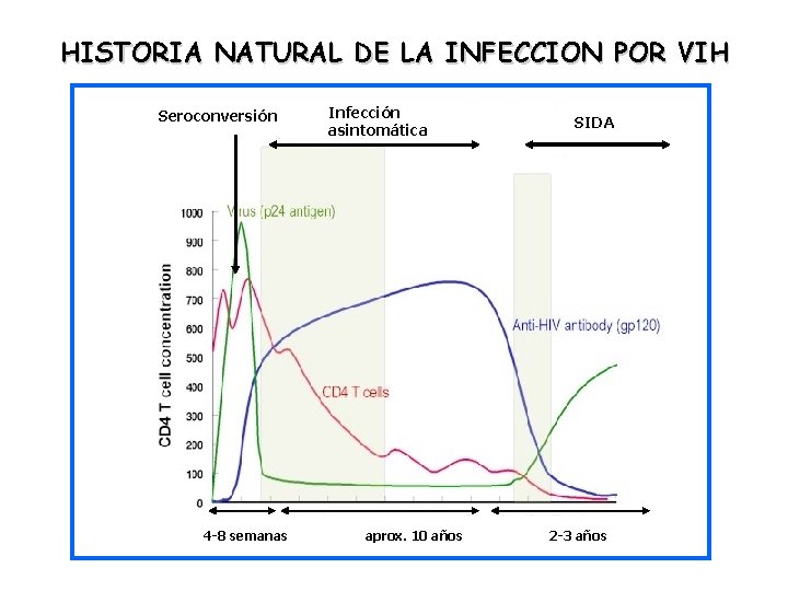 HISTORIA NATURAL DE LA INFECCION POR VIH Seroconversión 4 -8 semanas Infección asintomática aprox.