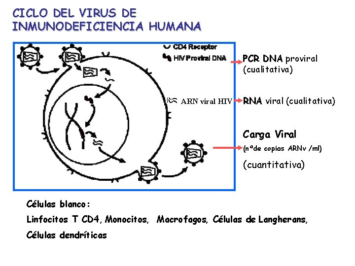 CICLO DEL VIRUS DE INMUNODEFICIENCIA HUMANA PCR DNA proviral (cualitativa) ARN viral HIV RNA