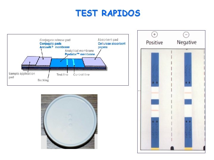 TEST RAPIDOS 