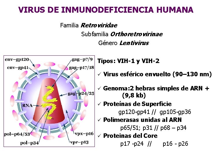 VIRUS DE INMUNODEFICIENCIA HUMANA Familia Retroviridae Subfamilia Orthoretrovirinae Género Lentivirus Tipos: VIH-1 y VIH-2